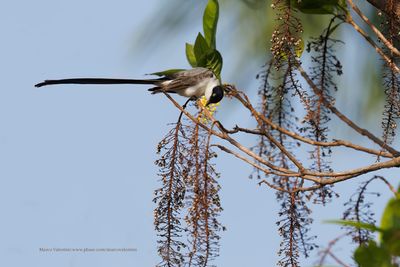 Fork-tailed flycatcher - Tyrannus savanna