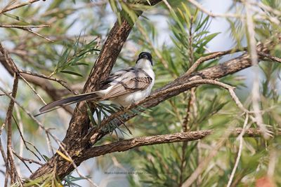 Fork-tailed flycatcher - Tyrannus savanna