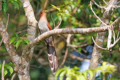 Squirrel cuckoo - Piaya cayana