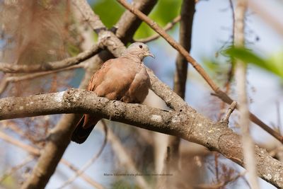 Ruddy ground dove - Columbina talpacoti