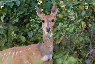 Chobe Bushbuck - Tragelaphus ornatus