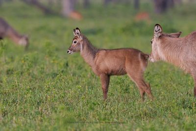 Waterbuck - Kobus ellipsiprymnus