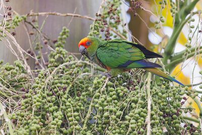 Golden-capped Parakeet - Aratinga auricapillus