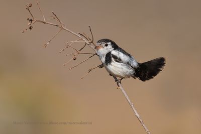 Cock-tailed Tyrant - Alectrurus tricolor