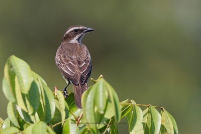 Piratic Flycatcher - Legatus leucophaius