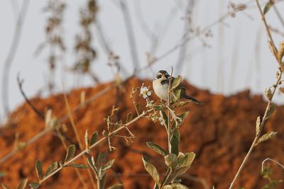 Black-masked Finch - Coryphaspiza melanotis