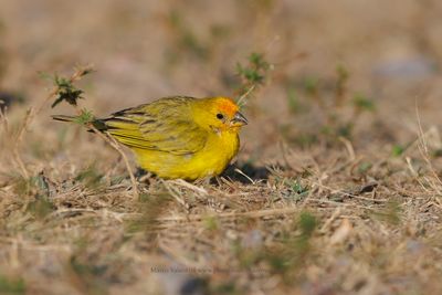 Saffron finch - Sicalis flaveola