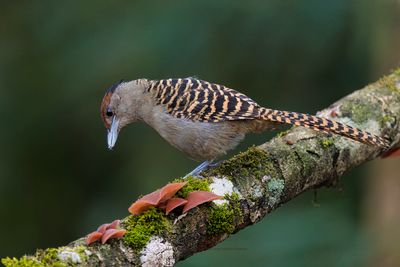 Giant Antshrike - Batara cinerea