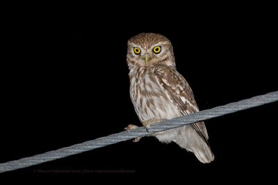 Little Owl - Athene noctua