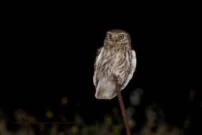 Little Owl - Athene noctua