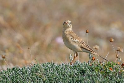 Tawny Pipit - Anthus campestris