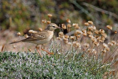 Tawny Pipit - Anthus campestris