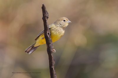 Stripe-tailed Yellow-Finch - Sicalis citrina