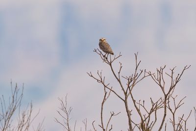 Burrowing owl - Athene cunicularia