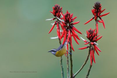Bananaquit - Coereba flaveola