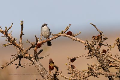 White-banded Tanager - Neothraupis fasciata