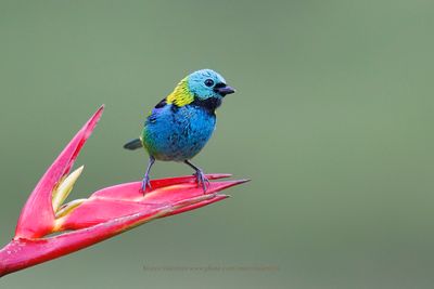 Green-headed tanager - Tanagra seledon