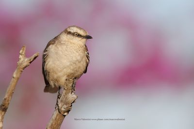 Chalk-browed Mockingbird - Mimus saturninus