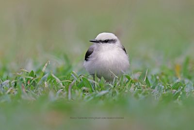 Masked Water-Tyrant - Fluvicola nengeta