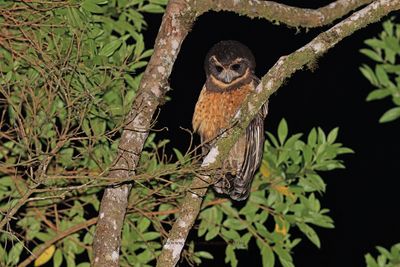 Tawny-browed Owl - Pulsatrix koeniswaldiana