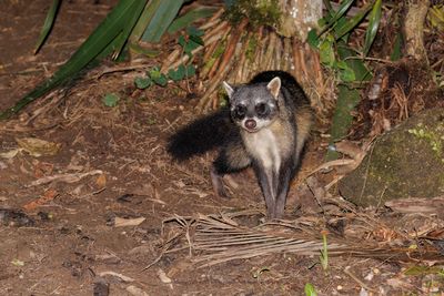 Crab-eating raccoon - Procyon cancrivorus