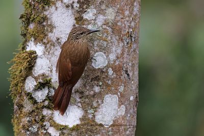 Lesser Woodcreeper Xiphorhynchus fuscus
