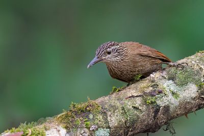 Lesser Woodcreeper Xiphorhynchus fuscus