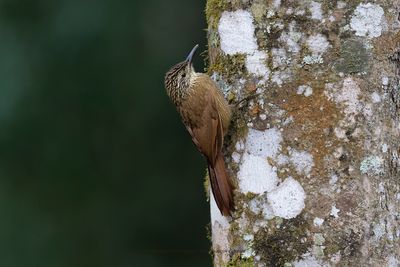 Lesser Woodcreeper Xiphorhynchus fuscus