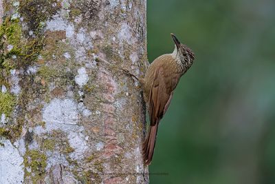 Lesser Woodcreeper Xiphorhynchus fuscus