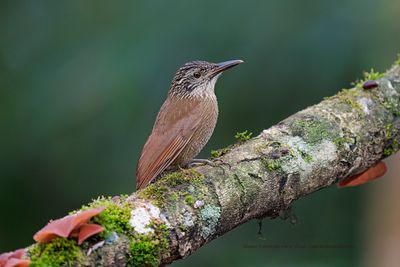Lesser Woodcreeper Xiphorhynchus fuscus