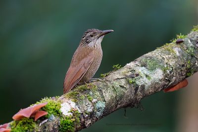Lesser Woodcreeper Xiphorhynchus fuscus