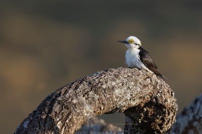 White Woodpecker - Melanerpes candidus