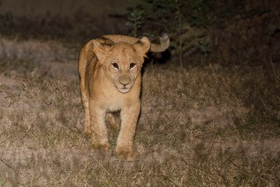 African Lion - Panthera leo