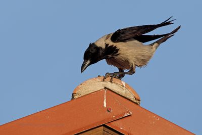 Hooded Crow - Corvus cornix