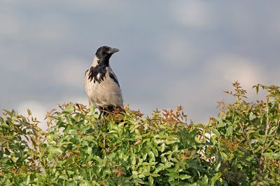 Hooded Crow - Corvus cornix