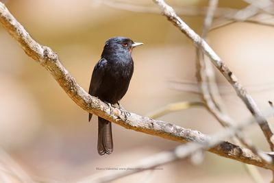 Velvety Black-Tyrant - Knipolegus nigerrimus