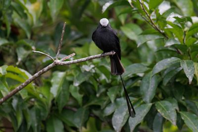 Long-tailed Tyrant - Colonia colonus