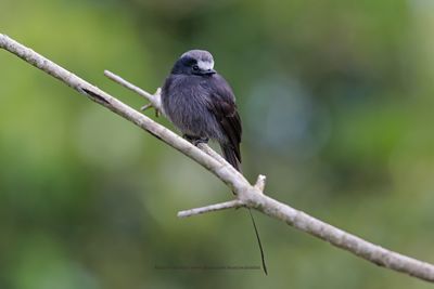 Long-tailed Tyrant - Colonia colonus