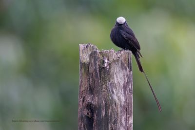 Long-tailed Tyrant - Colonia colonus