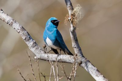 Swallow tanager - Tersina viridis