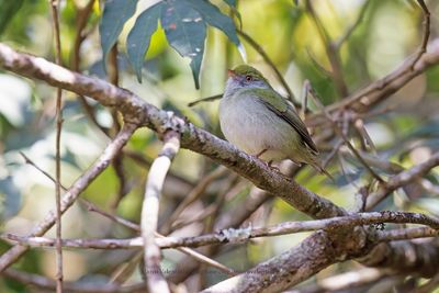 Pin-tailed Manakin - Ilicura militaris