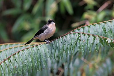 Black-goggled Tanager - Trichothraupis melanopis