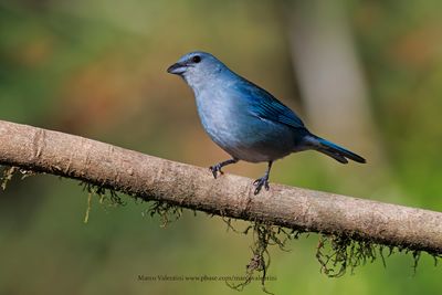 Azure-shouldered Tanager - Thraupis cyanoptera