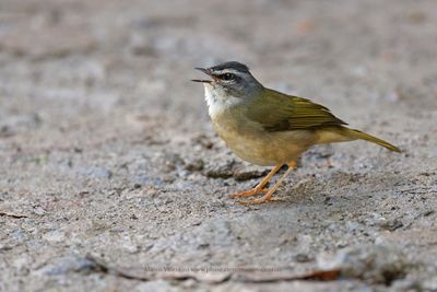 Riverbank Warbler - Myiothlypis rivularis