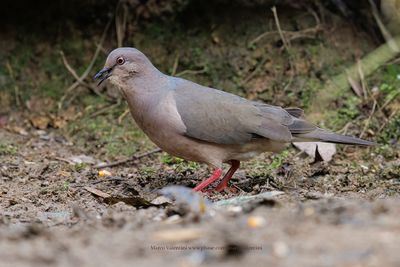 White-tipped dove - Leptotila verreauxi