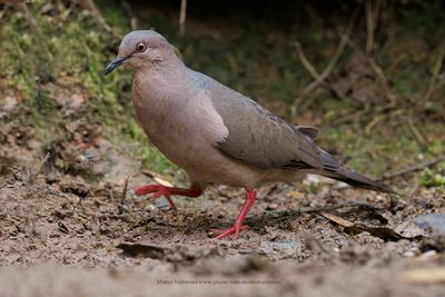 White-tipped dove - Leptotila verreauxi