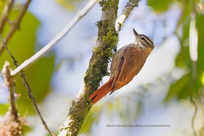 Streaked Xenops - Xenops rutilans