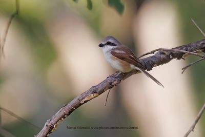 Souza's Shrike - Lanius souzae