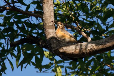 Miombo Rock-Thrush - Monticola angolensis