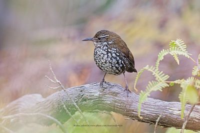 Sharp-tailed Streamcreeper - Lochmias nematura